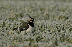 David Plant Photography - Wildlife Photography - Lapwing - L